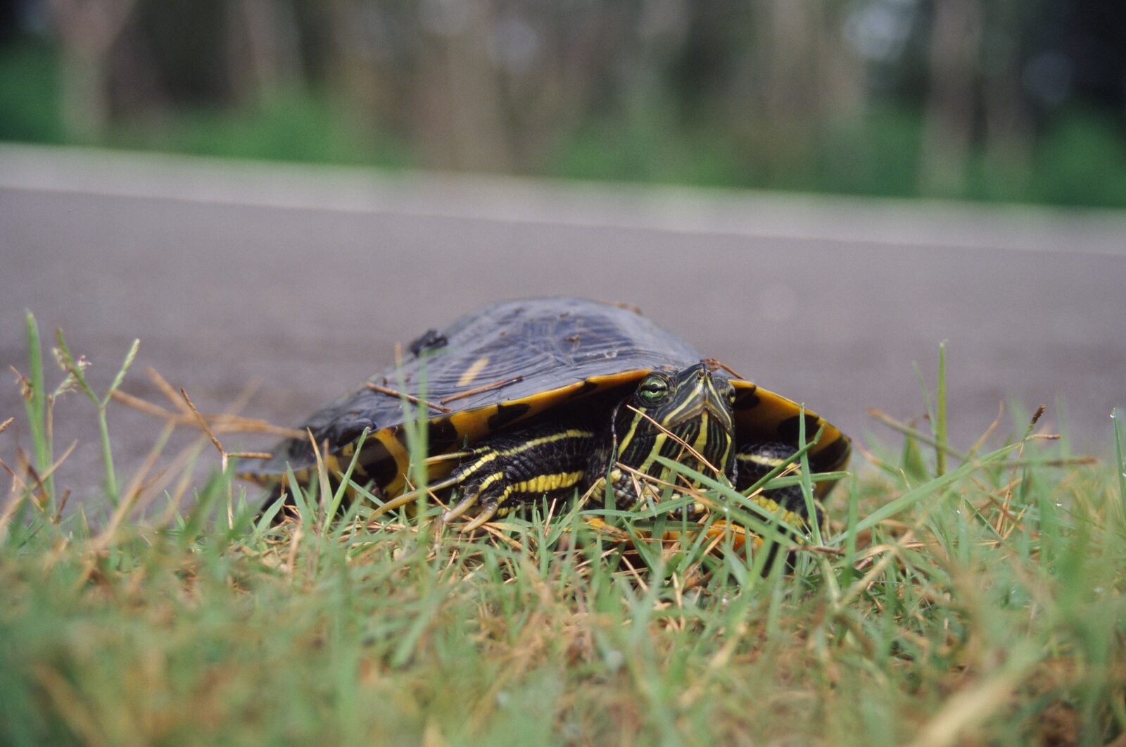Trachemys